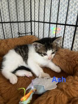 Ash -  Domestic Short Hair Cat Available for Adoption in Manorville, New York - Ash | PetCurious