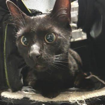 Domestic Short Hair Cats Available for Adoption in Chattanooga, Tennessee - Jax | PetCurious