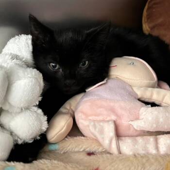 Kipper -  Domestic Short Hair Cat for Adoption in West Palm Beach, Florida - Kipper | PetCurious