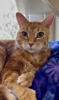Domestic Medium Hair Cats Available for Adoption in Buena Vista, Colorado - Shiloh | PetCurious