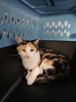 Molly Reed -  Domestic Short Hair Cat for Adoption in Kansas City, Missouri - Molly Reed | PetCurious
