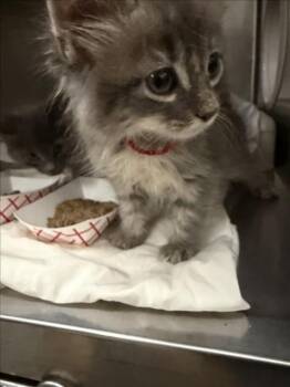 RAPTOR -  Domestic Short Hair Cat for Adoption in Las Vegas, Nevada - RAPTOR | PetCurious