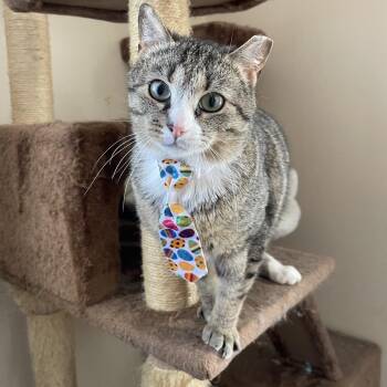 Luther -  Domestic Short Hair Cat for Adoption in Reisterstown, Maryland - Luther | PetCurious
