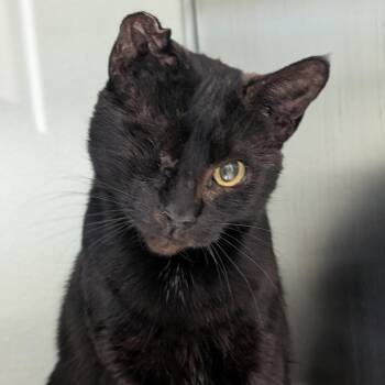 Precious -  Domestic Short Hair Cat for Adoption in Reno, Nevada - Precious | PetCurious