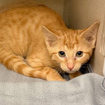 Harold -  Tabby and Domestic Short Hair Cat for Adoption in Greensboro, North Carolina - Harold | PetCurious