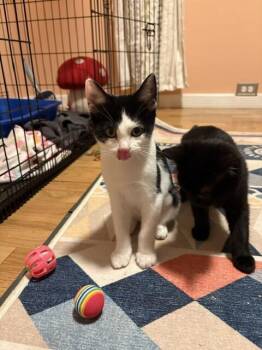 Nibbles Maplestick -  Domestic Short Hair Cat for Adoption in Fort Collins, Colorado - Nibbles Maplestick | PetCurious