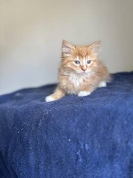 Maine Coon and Domestic Long Hair Cats Available for Adoption in Chicago, Illinois - Avenger | PetCurious