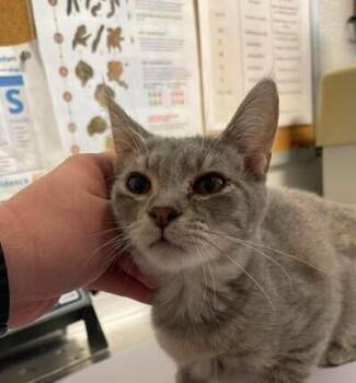 Eira -  Domestic Short Hair Cat for Adoption in Bolivar, Missouri - Eira | PetCurious