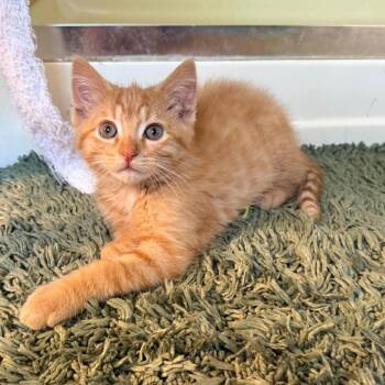 Domestic Medium Hair Cats Available for Adoption in Plainfield, Illinois - Chicago | PetCurious