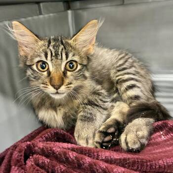 Mohan -  Domestic Medium Hair Cat for Adoption in Folsom, Louisiana - Mohan | PetCurious