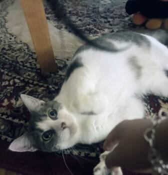 Svetlana -  Domestic Short Hair Cat for Adoption in Pearland, Texas - Svetlana | PetCurious