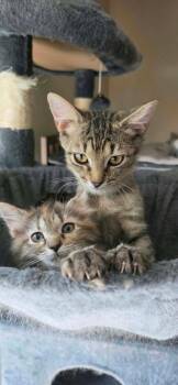 Henrey -  Domestic Short Hair Cat for Adoption in Evansville, Indiana - Henrey | PetCurious