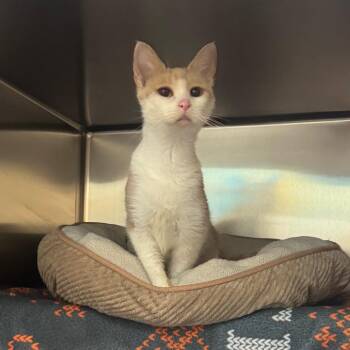 Crunchy Leaf -  Domestic Short Hair Cat for Adoption in Charlottesville, Virginia - Crunchy Leaf | PetCurious