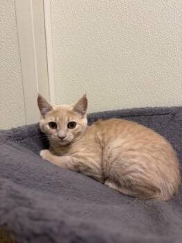 Duchess -  American Shorthair Cat for Adoption in Cashiers, North Carolina - Duchess | PetCurious