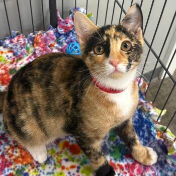 Tomato -  Domestic Short Hair Cat for Adoption in Buffalo, New York - Tomato | PetCurious
