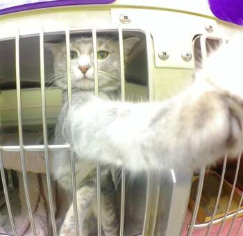 Domestic Short Hair Cats Available for Adoption in Omaha, Nebraska - POW | PetCurious