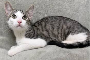 Morris -  Domestic Short Hair Cat Available for Adoption in Gary, Indiana - Morris | PetCurious