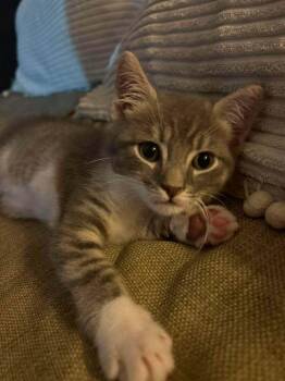 Timmy -  Domestic Short Hair Cat for Adoption in Deltona, Florida - Timmy | PetCurious