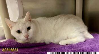 FLICKER -  Domestic Short Hair Cat for Adoption in West Palm Beach, Florida - FLICKER | PetCurious