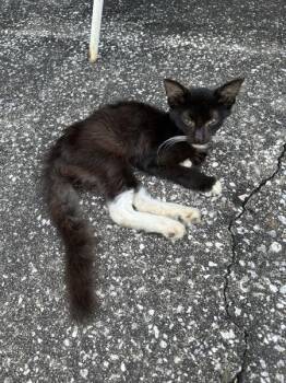 Archie -  Domestic Short Hair Cat for Adoption in Mobile, Alabama - Archie | PetCurious