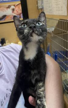 Sable -  Tortoiseshell Cat for Adoption in Albuquerque, New Mexico - Sable | PetCurious