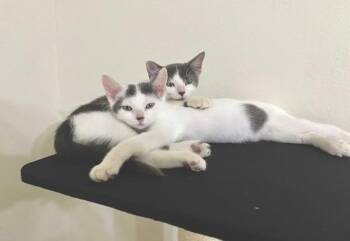Rescue Domestic Short Hair Cats for Adoption in Sugar Land, Texas - Chewie (bonded With Kleya) | PetCurious