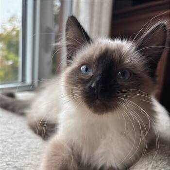 Rescue Siamese Cats for Adoption in Gibsonia, Pennsylvania - Isis | PetCurious