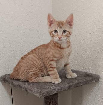 Rescue Domestic Short Hair Cats for Adoption in Red Wing, Minnesota - Tater | PetCurious