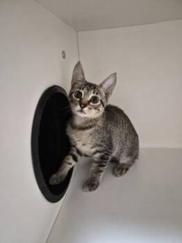 Tin -  Domestic Short Hair Cat for Adoption in Savannah, Georgia - Tin | PetCurious
