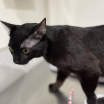 Tinx (Jinx) -  Domestic Short Hair Cat for Adoption in Tampa, Florida - Tinx (Jinx) | PetCurious