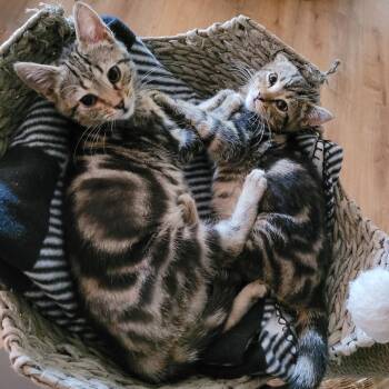 Rescue Domestic Short Hair Cats for Adoption in Indianapolis, Indiana - Dawson & Clarissa | PetCurious