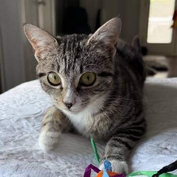 Domestic Short Hair Cats Available for Adoption in Gibsonia, Pennsylvania - Babycat Purrmachine | PetCurious