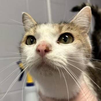 CEO of Cookies -  Domestic Short Hair Cat for Adoption in South Elgin, Illinois - CEO Of Cookies | PetCurious