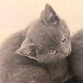 Sour Gummy -  Domestic Short Hair Cat for Adoption in Evansville, Indiana - Sour Gummy | PetCurious