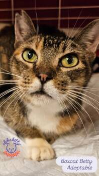 Boxcat Betty -  Domestic Short Hair Cat for Adoption in Honolulu, Hawaii - Boxcat Betty | PetCurious