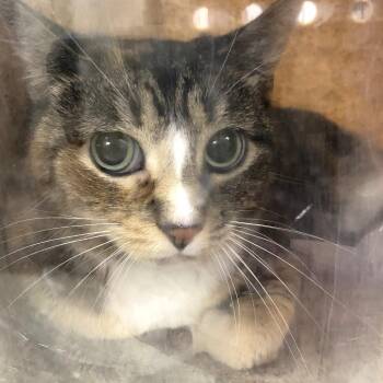 Peaches -  Domestic Short Hair Cat for Adoption in Cheyenne, Wyoming - Peaches | PetCurious