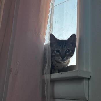 Eclipse -  Domestic Short Hair Cat for Adoption in Spokane, Washington - Eclipse | PetCurious