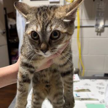 Domestic Short Hair Cats Available for Adoption in Milton, Florida - Purrinkles | PetCurious