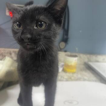 Nickel -  Domestic Short Hair Cat for Adoption in Flagstaff, Arizona - Nickel | PetCurious