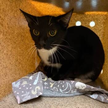 Chick -  Domestic Short Hair Cat for Adoption in Pasadena, California - Chick | PetCurious