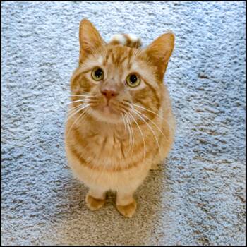 Domestic Short Hair and Tabby Cats Available for Adoption - Sonny | PetCurious