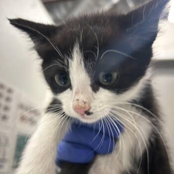 Maudie -  Domestic Short Hair Cat for Adoption in Park City, Utah - Maudie | PetCurious