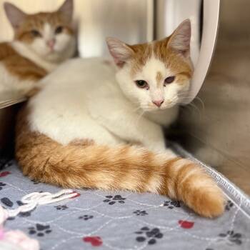 Rescue Domestic Short Hair Cats for Adoption in Jacksboro, Tennessee - Lamp | PetCurious