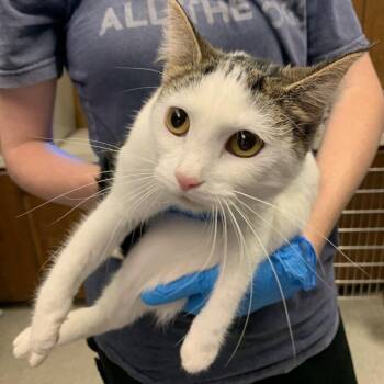 Rescue Domestic Short Hair Cats for Adoption in Fort Smith, Arkansas - Jasmine | PetCurious