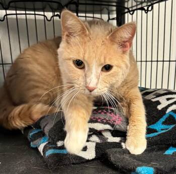Ruffie -  Domestic Short Hair Cat for Adoption in Saginaw, Michigan - Ruffie | PetCurious