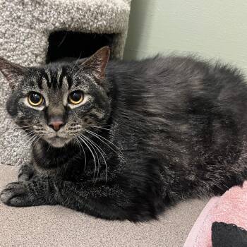 Domestic Short Hair Cats Available for Adoption - Ricco | PetCurious
