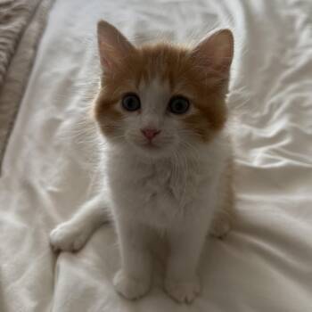 Frodo (orange) -  Domestic Long Hair Cat for Adoption in Sunnyvale, California - Frodo (orange) | PetCurious
