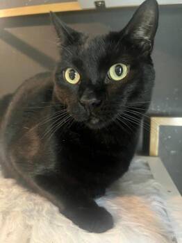 Bombay Cats Available for Adoption in Los Angeles, California - Otis | PetCurious