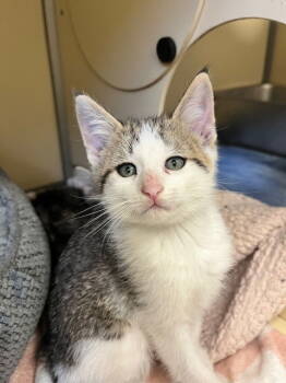 Rescue Domestic Short Hair Cats for Adoption in Webster, Wisconsin - Jason | PetCurious