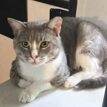 Jake -  Domestic Short Hair Cat for Adoption in Panama City, Florida - Jake | PetCurious